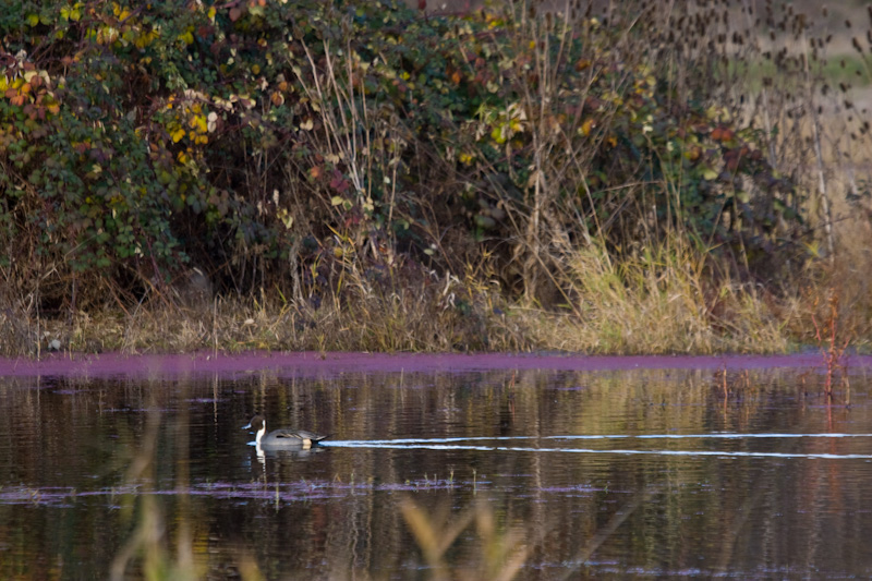 Northern Pintail